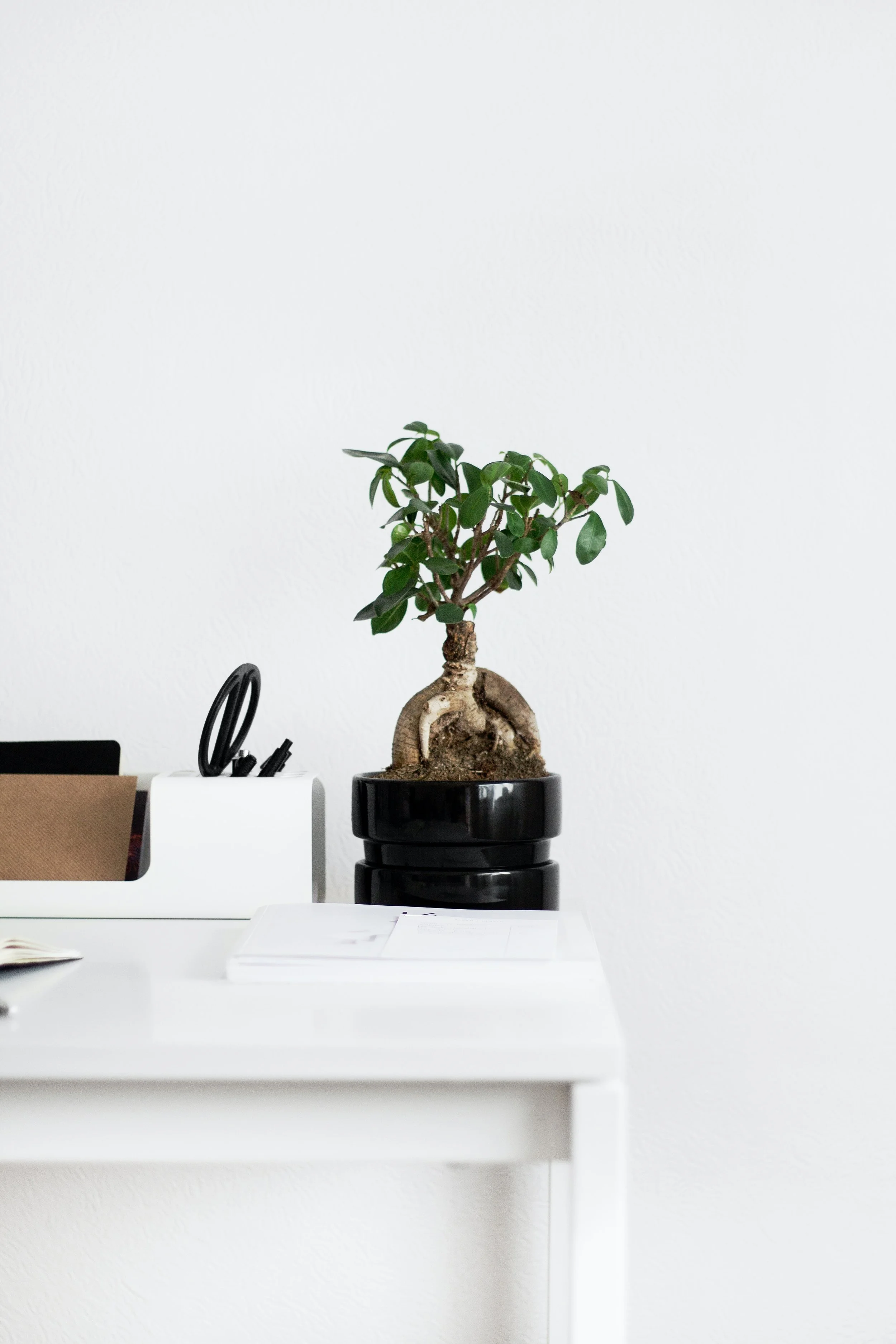 Plant on a desk in a bright workspace