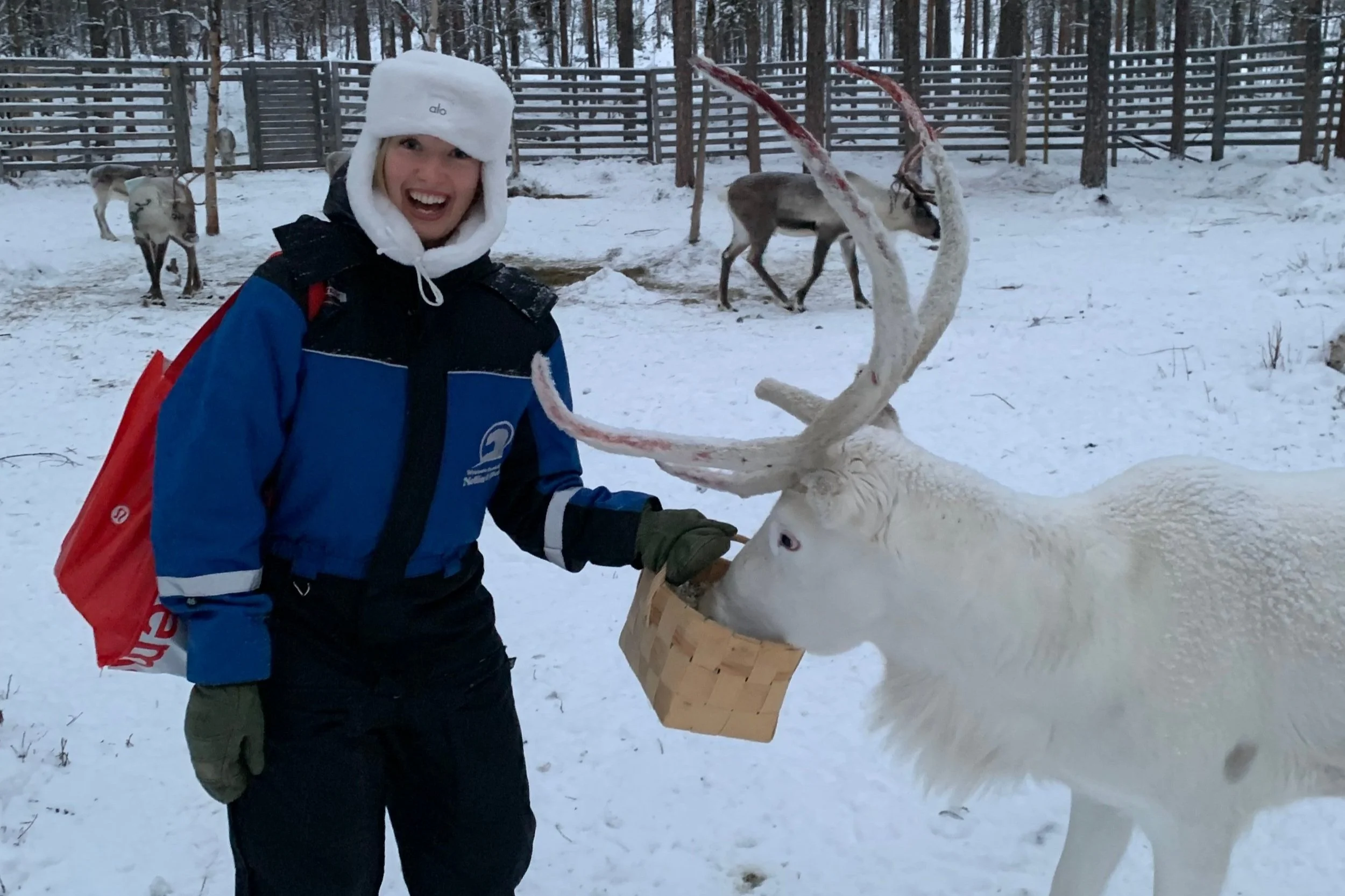May Babraitis feeding a reindeer